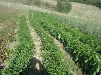 Farm stay Agriturismo La Botte Fragneto Monforte