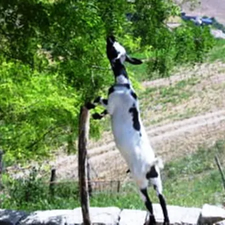 Farm stay Agriturismo La Botte Fragneto Monforte